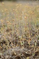 Heelbeen; Jagged chickweed; Holosteum umbellatum subsp. umbellatum