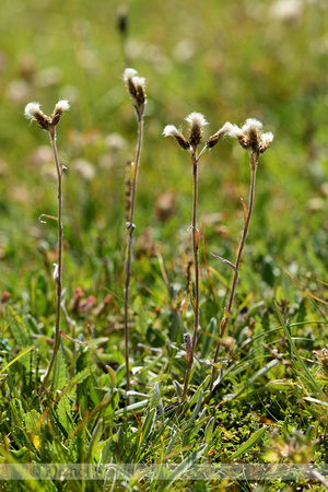 Karpatisch rozenkransje; Antennaria carpatica