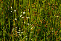 Moeraswalstro; Marsh bedstraw; Galium palustre;