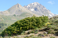 Alpenjeneverbes - Juniperus communis subsp. alpina