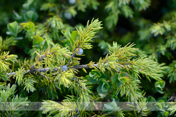 Alpenjeneverbes; Juniperus communis subsp. alpina