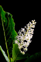 Oosterse Karmozijnbes - Indian Pokeweed - Phytolacca esculenta