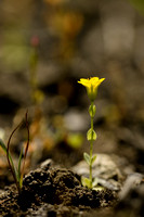 Herfstbitterling; Yellow wort; Blackstonia acuminata