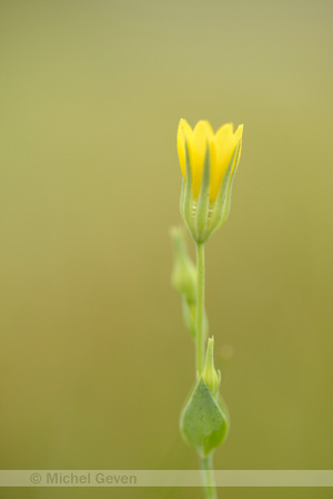 Herfstbitterling; Yellow-wort; Blackstonia perfoliata subsp. ser