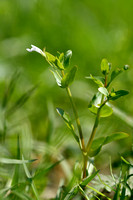 Schijngenadekruid; Yellowseed false pimpernel; Lindernia dubia