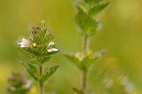 Euphrasia hirtella; Small flowered Sticky Eyebright;
