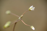 Heelbeen; Jagged chickweed; Holosteum umbellatum subsp. umbellatum