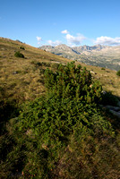 Alpenjeneverbes; Alpine Juniper; Juniperus communis subsp. alpina