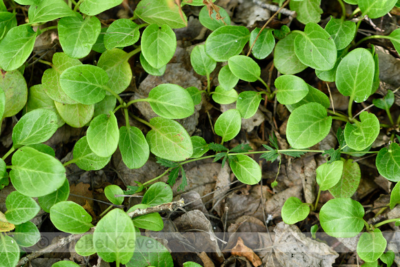 Rond wintergroen; Round-leaved Wintergreen; Pyrola rotundifolia