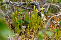 Interupted Clubmoss; Lycopodium annotinum; subsp. Alpestre