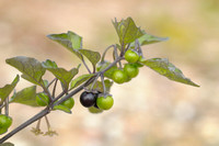 Zwarte Nachtschade; Solanum nigrum; Black nightshade