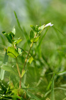 Schijngenadekruid; Yellowseed false pimpernel; Lindernia dubia