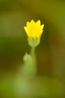 Herfstbitterling - Yellow-wort - Blackstonia perfoliata subsp. serotina