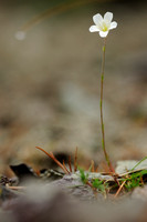 Larch Leaf Sandwort; Minuartia laricifolia;