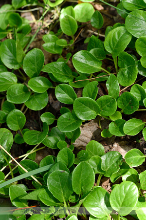 Rond wintergroen; Round-leaved Wintergreen; Pyrola rotundifolia