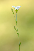 Larch Leaf Sandwort; Minuartia laricifolia;