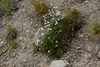 Larch Leaf Sandwort; Minuartia laricifolia