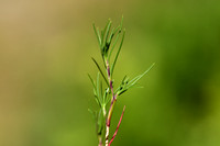 Minuartia laricifolia