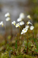 Alpenvetblad; Alpine Butterwort; Pinguicula alpina