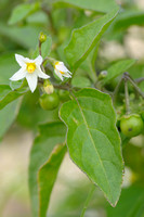 Zwarte Nachtschade; Solanum nigrum; Black nightshade