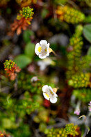 Alpenvetblad - Alpine Butterwort - Pinguicula alpina