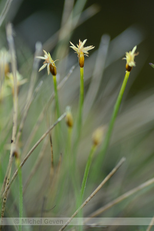 Noordse veenbies; Deergrass; Trichophorum cespitosum subsp. cesp