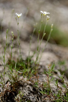 Larch Leaf Sandwort; Minuartia laricifolia