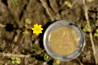 Herfstbitterling; Yellow wort; Blackstonia acuminata