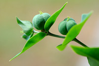 Kruisbladwolfsmelk; Gopher Purge; Euphorbia lathyris