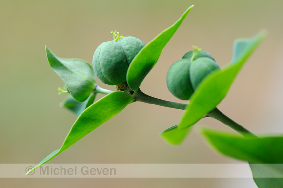 Kruisbladwolfsmelk; Gopher Purge; Euphorbia lathyris