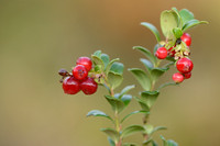 Rode bosbes; Cowberry; Vaccinium vitis-idaea