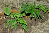 Lanceolate Spleenwort; Asplenium obovatum subsp. obovatum