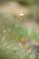 Armeria arenaria subsp. pradetensis