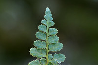 Lanceolate Spleenwort; Asplenium obovatum