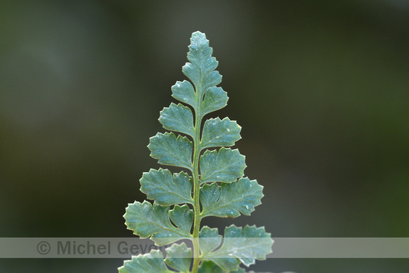 Lanceolate Spleenwort; Asplenium obovatum