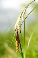 Moeraszegge; Lesser Pond-sedge; Carex acutiformis;