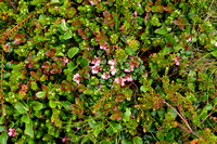 Rode bosbes; Cowberry; Vaccinium vitis-idaea