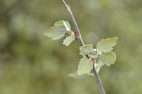 Witte abeel; White Poplar; Populus alba