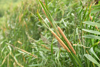 Zuidelijke lisdodde; Southern Cattail; Typha domingensis