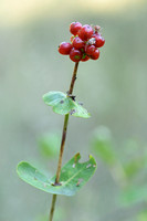 Rode kamperfoelie; Fly Honeysuckle; Lonicera xylosteum;