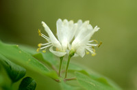 Rode Kamperfoelie; Fly Honeysuckle; Lonicera xylosteum;