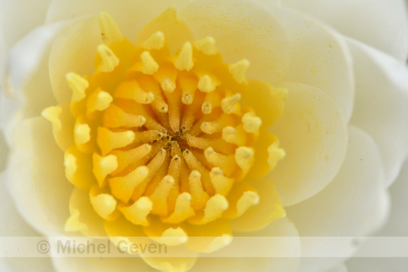 Noordelijke Waterlelie; Candid waterlily; Nymphaea alba subsp. c