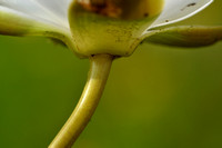 Noordelijke Waterlelie; Candid waterlily; Nymphaea alba subsp. c