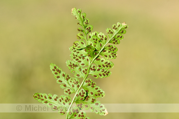 Lanceolate Spleenwort; Asplenium obovatum subsp. obovatum
