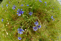 Korenbloem; Cornflower; Centaurea cyanus;