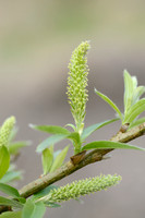 Amandelwilg; Almond Willow; Salix triandra