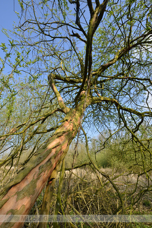 Amandelwilg; Almond Willow; Salix triandra