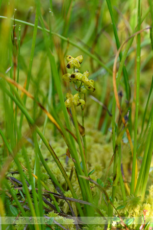 Veenbloembies; Rannoch Rush; Scheuchzeria palustris