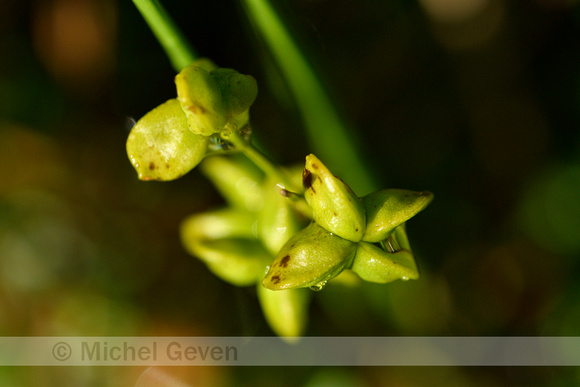 Veenbloembies; Rannoch Rush; Scheuchzeria palustris