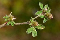 Gestreepte klaver; Knotted Clover; Trifolium striatum;